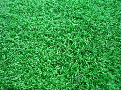 卷曲網(wǎng)草坪